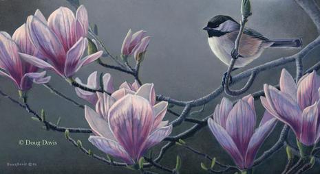 A chickadee perched among pink magnolia blossoms