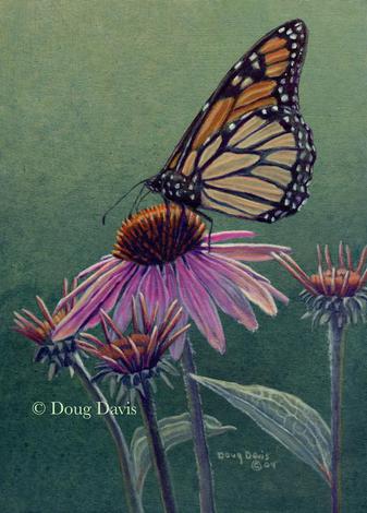 A monarch butterfly resting on a purple coneflower
