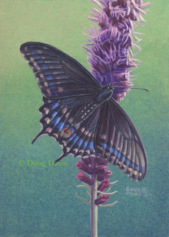 A black swallowtail butterfly on a tall purple flower