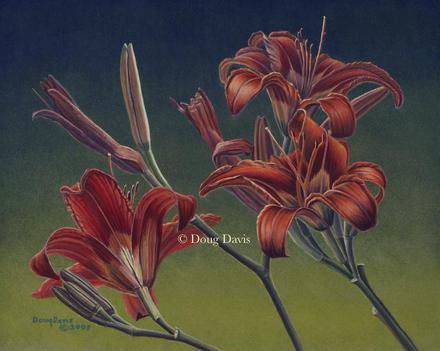 Red daylilies against a dark background