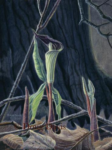 A jack-in-the-pulpit plant on a shaded forest floor