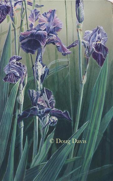 Purple iris flowers and curling leaves