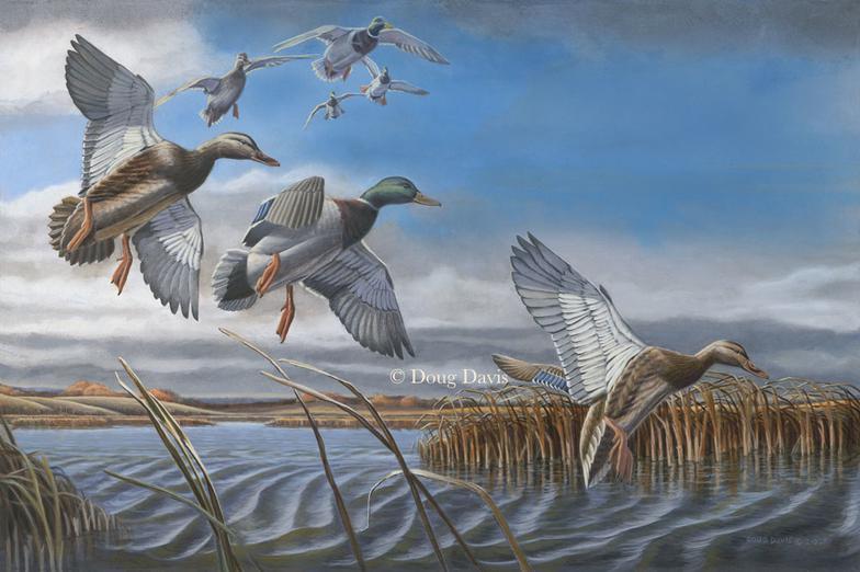 Mallards flying over an autumn marsh