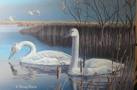 Two swans on a quiet winter lake