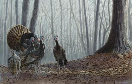 Wild turkeys walking through misty woods