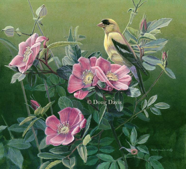 A goldfinch perched among pink flowers
