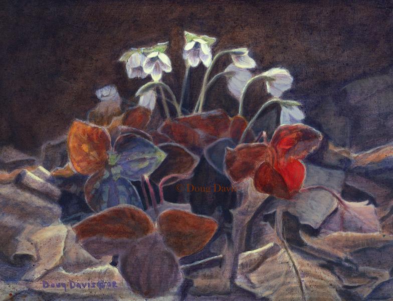 White and red hepatica blooms among fallen leaves