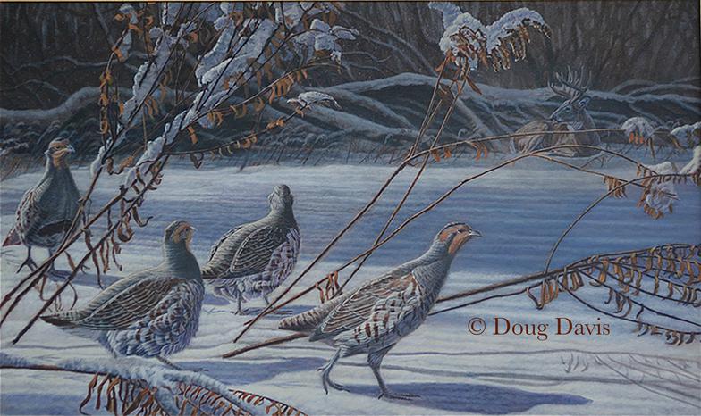 Partridges sheltering in snowy brush