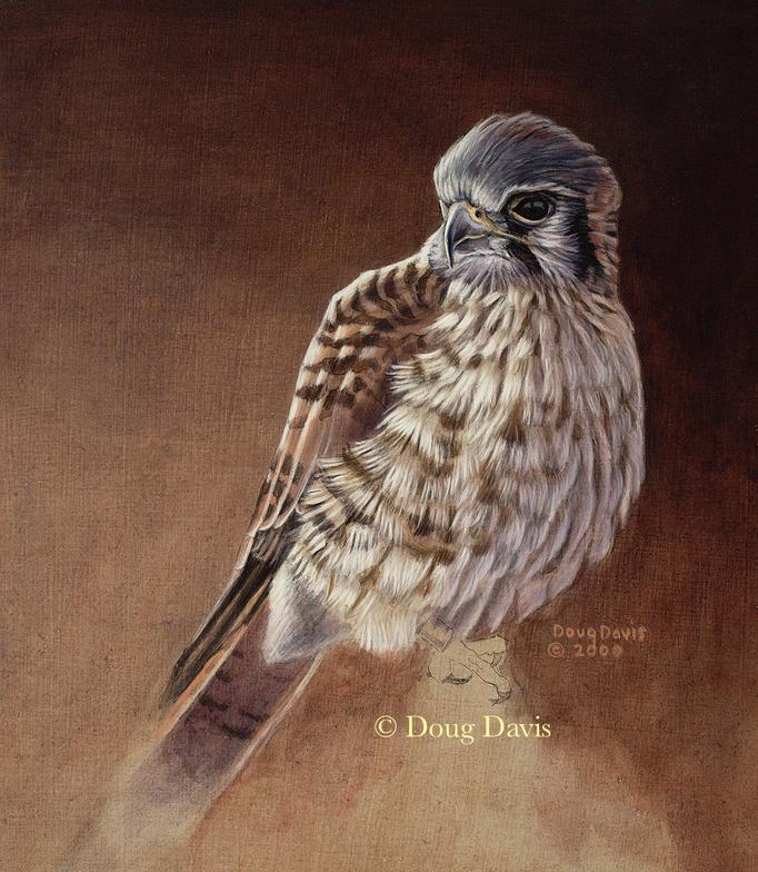 A small bird of prey perched against a dark background