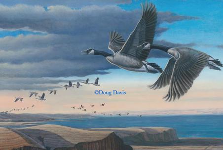 Canada geese flying above a distant flock