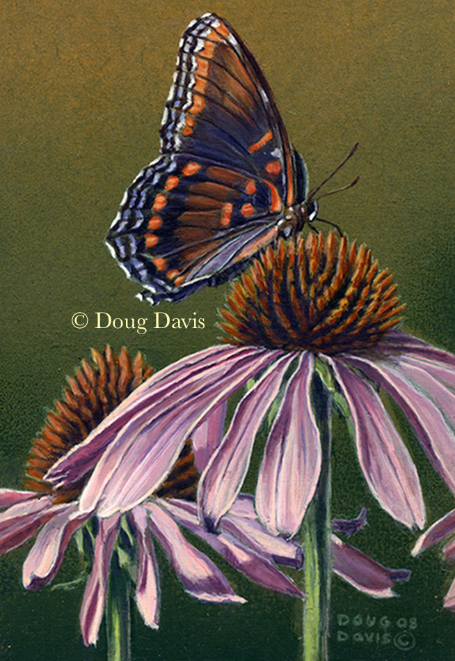 A red-spotted purple butterfly on coneflowers