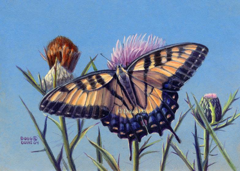 A tiger swallowtail butterfly on flowering thistles